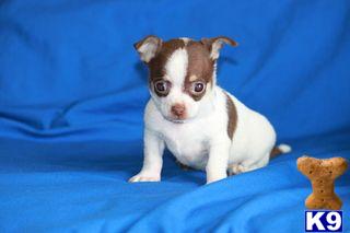 Puppies in PA